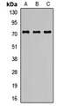 SMPD3 / NSMASE2 Antibody