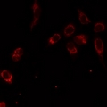 SMPX Antibody