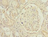 SMPX Antibody - Immunohistochemistry of paraffin-embedded human kidney tissue at dilution 1:100