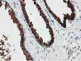 SMS / Spermine Synthase Antibody - IHC of paraffin-embedded Human prostate tissue using anti-SMS mouse monoclonal antibody.