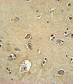 SMS / Spermine Synthase Antibody - SMS Antibody immunohistochemistry of formalin-fixed and paraffin-embedded human brain tissue followed by peroxidase-conjugated secondary antibody and DAB staining.
