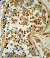 SMYD3 Antibody - SMYD3 Antibody IHC of formalin-fixed and paraffin-embedded human testis tissue followed by peroxidase-conjugated secondary antibody and DAB staining.