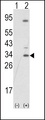 SNAI1 / SNAIL-1 Antibody - Western blot of SNAIL (arrow) using rabbit polyclonal SNAIL Antibody (N-term R8). 293 cell lysates (2 ug/lane) either nontransfected (Lane 1) or transiently transfected with the SNAIL gene (Lane 2) (Origene Technologies).