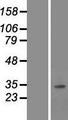 SNAI3 Protein - Western validation with an anti-DDK antibody * L: Control HEK293 lysate R: Over-expression lysate