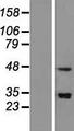 SNAPC3 Protein - Western validation with an anti-DDK antibody * L: Control HEK293 lysate R: Over-expression lysate