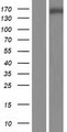 SNAPC4 Protein - Western validation with an anti-DDK antibody * L: Control HEK293 lysate R: Over-expression lysate