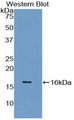 SNCG / Gamma-Synuclein Antibody - Western blot of recombinant SNCG / Gamma-Synuclein.  This image was taken for the unconjugated form of this product. Other forms have not been tested.