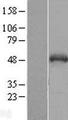 SNIP1 Protein - Western validation with an anti-DDK antibody * L: Control HEK293 lysate R: Over-expression lysate