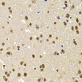 SNRPA / U1A Antibody - Immunohistochemistry of paraffin-embedded Rat brain tissue.