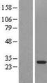 SNRPA1 Protein - Western validation with an anti-DDK antibody * L: Control HEK293 lysate R: Over-expression lysate