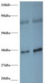 SNRPG Antibody - Western blot of Small nuclear ribonucleoprotein G antibody at 2 ug/ml. Lane 1: EC109whole cell lysate. Lane 2: 293T whole cell lysate. Secondary: Goat polyclonal to Rabbit IgG at 1:15000 dilution. Predicted band size: 8.4 kDa. Observed band size: 36 kDa Additional bands at: 80 kDa. We are unsure as to the identity of these extra band.  This image was taken for the unconjugated form of this product. Other forms have not been tested.