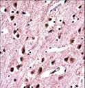 SNRPN Antibody - SNRPN Antibody immunohistochemistry of formalin-fixed and paraffin-embedded human brain tissue followed by peroxidase-conjugated secondary antibody and DAB staining.