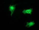 SNTG1 Antibody - Anti-SNTG1 mouse monoclonal antibody immunofluorescent staining of COS7 cells transiently transfected by pCMV6-ENTRY SNTG1.