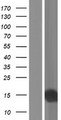 SNURF Protein - Western validation with an anti-DDK antibody * L: Control HEK293 lysate R: Over-expression lysate