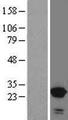 SNX10 Protein - Western validation with an anti-DDK antibody * L: Control HEK293 lysate R: Over-expression lysate