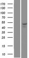 SNX30 Protein - Western validation with an anti-DDK antibody * L: Control HEK293 lysate R: Over-expression lysate