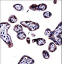 SOCS6 / SOCS-6 Antibody - SOCS6 Antibody immunohistochemistry of formalin-fixed and paraffin-embedded human placenta tissue followed by peroxidase-conjugated secondary antibody and DAB staining.