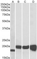 SOD1 / Cu-Zn SOD Antibody - Goat Anti-SOD1 Antibody (0.01µg/ml) staining of NIH3T3 (A), HEK293 (B), HepG2 (C) and MCF7 (D) lysates (35µg protein in RIPA buffer). Detected by chemiluminescencence.