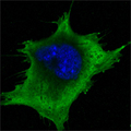 SOD1 / Cu-Zn SOD Antibody - Confocal immunofluorescence of 3T3-L1 cells using SOD1 mouse monoclonal antibody (green). Blue: DRAQ5 fluorescent DNA dye.
