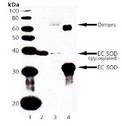 SOD3 Antibody - Lane 1: MW Marker, Lane 2: Rat Lung Tissue Extract, Lane 3: Mouse Lung Tissue Extract, Lane 4: Human EC SOD Protein.