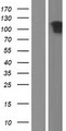SOGA3 / C6orf174 Protein - Western validation with an anti-DDK antibody * L: Control HEK293 lysate R: Over-expression lysate