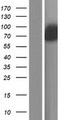 SOWAHA / ANKRD43 Protein - Western validation with an anti-DDK antibody * L: Control HEK293 lysate R: Over-expression lysate