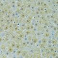 SOX14 Antibody - Immunohistochemistry of paraffin-embedded rat liver using SOX14 antibody at dilution of 1:100 (40x lens).