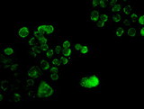 SOX17 Antibody - Immunofluorescent staining of HT29 cells using anti-SOX17 mouse monoclonal antibody.