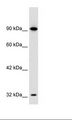 SOX30 Antibody - HepG2 Cell Lysate.  This image was taken for the unconjugated form of this product. Other forms have not been tested.