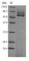 Guanine nucleotide-binding protein subunit beta-like protein Protein - (Tris-Glycine gel) Discontinuous SDS-PAGE (reduced) with 5% enrichment gel and 15% separation gel.