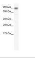 SP1 Antibody - NIH 3T3 Cell Lysate.  This image was taken for the unconjugated form of this product. Other forms have not been tested.