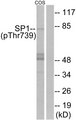 SP1 Antibody - Western blot analysis of lysates from COS7 cells treated with serum 20% 15', using SP1 (Phospho-Thr739) Antibody. The lane on the right is blocked with the phospho peptide.