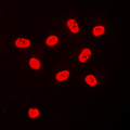 SP3+4 Antibody - Immunofluorescent analysis of SP3/4 staining in HeLa cells. Formalin-fixed cells were permeabilized with 0.1% Triton X-100 in TBS for 5-10 minutes and blocked with 3% BSA-PBS for 30 minutes at room temperature. Cells were probed with the primary antibody in 3% BSA-PBS and incubated overnight at 4 C in a humidified chamber. Cells were washed with PBST and incubated with a DyLight 594-conjugated secondary antibody (red) in PBS at room temperature in the dark. DAPI was used to stain the cell nuclei (blue).