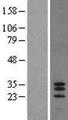 SPACA7 Protein - Western validation with an anti-DDK antibody * L: Control HEK293 lysate R: Over-expression lysate
