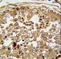 SPAG1 / TPIS Antibody - SPAG1 Antibody immunohistochemistry of formalin-fixed and paraffin-embedded human testis tissue followed by peroxidase-conjugated secondary antibody and DAB staining.