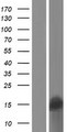 SPANXA2 Protein - Western validation with an anti-DDK antibody * L: Control HEK293 lysate R: Over-expression lysate