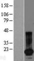 SPANXN4 Protein - Western validation with an anti-DDK antibody * L: Control HEK293 lysate R: Over-expression lysate