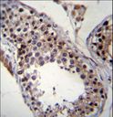 SPATA19 Antibody - SPT19 Antibody immunohistochemistry of formalin-fixed and paraffin-embedded human testis tissue followed by peroxidase-conjugated secondary antibody and DAB staining.