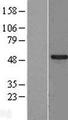 SPATA2L Protein - Western validation with an anti-DDK antibody * L: Control HEK293 lysate R: Over-expression lysate