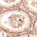 SPATA3 / ASARG1 Antibody - Immunohistochemistry of SPATA3 in mouse testis tissue with SPATA3 antibody at 2.5 ug/ml.