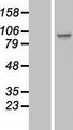 SPATA5L1 Protein - Western validation with an anti-DDK antibody * L: Control HEK293 lysate R: Over-expression lysate