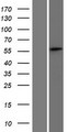 SPATS2 Protein - Western validation with an anti-DDK antibody * L: Control HEK293 lysate R: Over-expression lysate