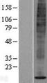SPCS1 Protein - Western validation with an anti-DDK antibody * L: Control HEK293 lysate R: Over-expression lysate