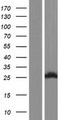 SPCS2 Protein - Western validation with an anti-DDK antibody * L: Control HEK293 lysate R: Over-expression lysate