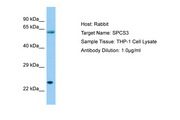 SPCS3 Antibody -  This image was taken for the unconjugated form of this product. Other forms have not been tested.