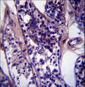 SPDL1 / CCDC99 Antibody - CCDC99 Antibody immunohistochemistry of formalin-fixed and paraffin-embedded human testis tissue followed by peroxidase-conjugated secondary antibody and DAB staining.