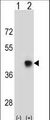 SPEM1 Antibody - Western blot of SPEM1 (arrow) using rabbit polyclonal SPEM1 Antibody. 293 cell lysates (2 ug/lane) either nontransfected (Lane 1) or transiently transfected (Lane 2) with the SPEM1 gene.