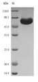 RuBisCO activase Protein - (Tris-Glycine gel) Discontinuous SDS-PAGE (reduced) with 5% enrichment gel and 15% separation gel.