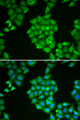 SPINLW1 / EPPIN Antibody - Immunofluorescence analysis of HeLa cells.