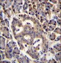 SPNS3 Antibody - SPNS3 Antibody immunohistochemistry of formalin-fixed and paraffin-embedded human pancreas tissue followed by peroxidase-conjugated secondary antibody and DAB staining.